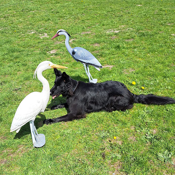 Entspannt zwischen zwei Störchen liegen, während deer Mensch einen Ball wirft und dabei auch noch jede Menge Krach macht!